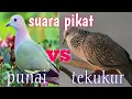 suara pikat burung,, punai vs tekukur