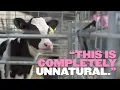 Download Lagu Animal Rising Occupy UK Dairy Farm