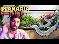 Download Lagu Get Rid of PLANARIA in Your Fish Tank for GOOD