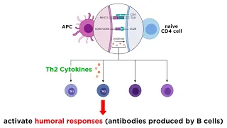 Download Cytokines and Chemokines MP3