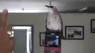 burung trucukan jinak bunyi di atas handphone