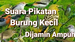 Download Suara Pikat Burung Kecil Anti Zonk MP3