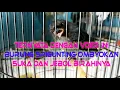 Download Lagu Cara Burung Srigunting Muda Hutan Atau Ombyokan Cepat Makan Voer dan Jebol Birahinya