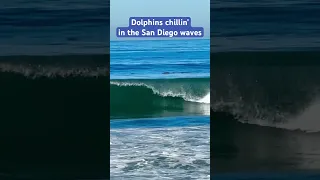 California Bottlenosed dolphin swimming in the surf in San Diego today. Not a care in the world.