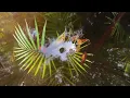 Water eDNA Sampling ETH BiodivX in the XPRIZE Rainforest CompetitionETH BiodivX eWater