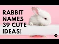 Rabbit Names 39 CUTE BEST Ideas Names