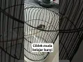 Download Lagu Ciblek semi muda gacor belajar nembak