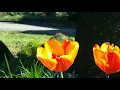 Download Lagu Kai Wälken - \