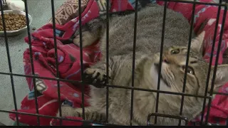 Amarillo SPCA Shelter cats almost at capacity