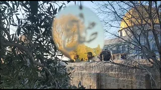 نبينا والقدس أمير دعنا دندنها