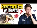Top 8 MOST COMMON Causes Of COUGHING In Dogs When To Worry About Your Dog s Cough Vet Explains