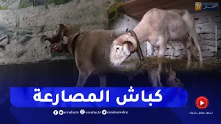 تربية كباش المصارعة والإعتناء بها   ظاهرة تستهوي الكثيرين دندنها