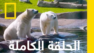 حفلة الدب القطبي | أسرار حديقة الحيوان | ناشونال جيوغرافيك أبوظبي