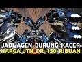 Lagu YANG PENTING ASAL JADI DUIT || KACER JANTAN MULAI DARI 150 RIBUAN DI PASAR BURUNG PRAMR