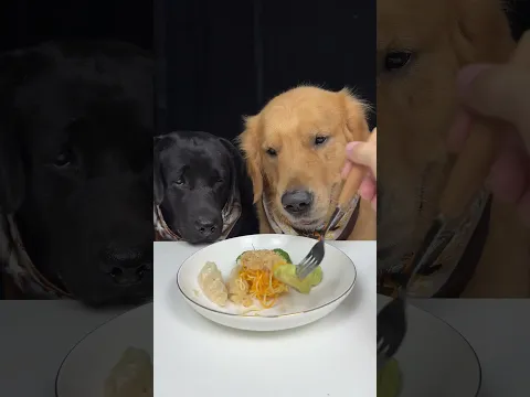 I Would Wait Forever For This Bite. Golden and Labrador. Cute Pet Debut Plan