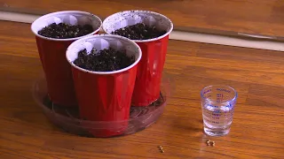 PLANTING SEEDS VS PAPER TOWEL GERMINATION GERMINATING SEEDS EXPERIMENT