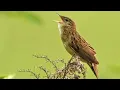 Download Lagu BURUNG || KECICI BELALANG || BURUNG IMIGRASI || MASTERAN KECICI BELALANG