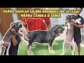 Download Lagu ANAKAN BOERBOEL WARNA LANGKA DI DUNIA HARGA 100 JUTAAN ‼️