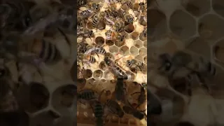 صوت الملكة في خلية النحل بالمنحل اليوم 1441 10 22هـ 