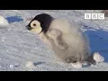 Download Super cute penguin chick tries to make friends | Snow Chick: A Penguin's Tale - BBC mp4 3gp mp3 videos - waplic