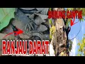Ada Ranjau darat Saat mencari sarang burung rambatan