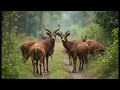 Download Lagu Ontdek de Banteng: de zeldzame wilde os van Azië | Wildlifedocumentaire