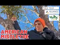 Tree Talk American Mistletoe
