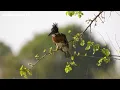 Rain and Birdsong to Rest Your Mind ~ Gain Mental Clarity in Minutes – Unlock Inner Peace Now 🌧️🍃