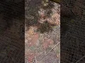 Steal this idea for your chicken coop floor