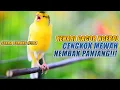 Lagu SUARA BURUNG |304| Kenari GACOR PANJANG INI Cocok untuk Masteran KENARI PAUD dan Kenari Macet BUNYI