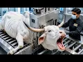 Inside the Amazing Bull Horn Factory Complete White Grey Brahman Bull Horn Processing