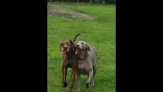 Vizmaraner and Weimaraner playing tug of war mum and daughter