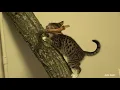 Pregnant cat purrs and kittens sleep sweetly
