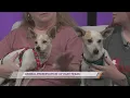 Animal Preservation of East Texas shares about their animals
