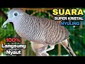Download Lagu Perkutut Lokal Gacor Suara Paling Ampuh Untuk Pancingan Burung Perkutut Agar Bunyi.