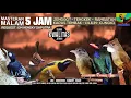 Download Lagu REQUEST MASTERING #28 SUARA JERNIH 5 JAM 6in1 RAMBATAN - Cililin - Cungko- KATEM - TENGKEK - JENGGOT