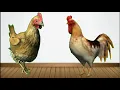 Chicken cute ringtone sms ringtone phone tone animal sound ringtone 2021 best call tone tone 2022
