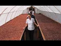 Download Lagu Making Wellness Chocolate in Tacotalpa, Tabasco