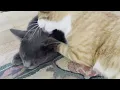 Sweet then salty bubba cat #kitten #cutepet #cutecats #cat #pampering #cuteanimals #kitty #cats