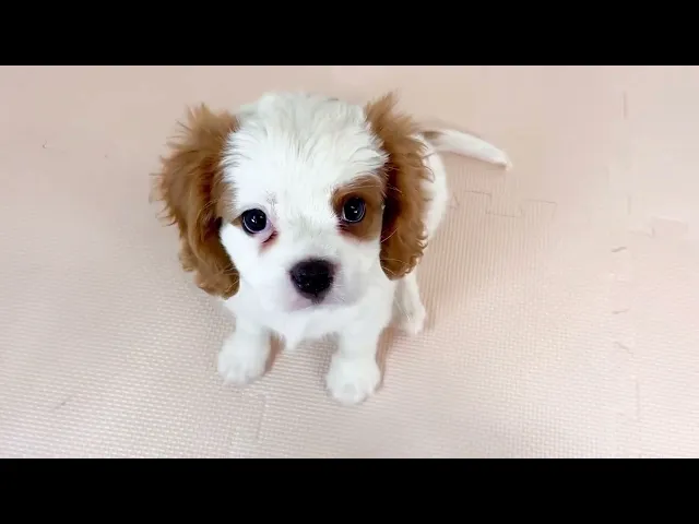 動画