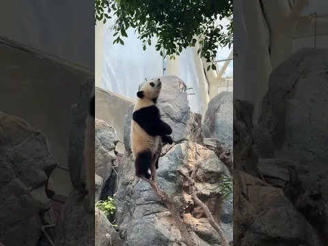10.12來看"香港小姐"加加了! 哈哈沒想到加加還是個搞笑美女，上樹想薅樹葉，彈跳了兩次發現薅不到樹葉!寶貝還需要長高高才行喲! #大熊貓加加 #大熊貓加加得得 #來這吸熊貓 #熊貓的生活