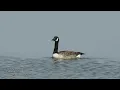 Kanadagans mit Ruf - Canada goose calling (Branta canadensis)