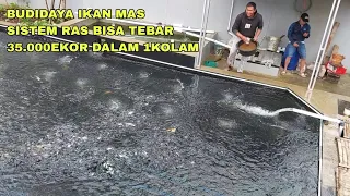 Download KEREN, BUDIDAYA IKAN MAS MENGGUNAKAN SISTEM RAS BISA TEBAR 35.000EKOR DALAM 1KOLAM MP3