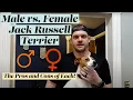 Male or Female Jack Russell Terrier The Pros and Cons of Each
