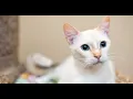 Flame Point Siamese Cat Red point Siamese Cat Personality Price and Adoption
