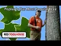Ep152 Tulip Poplar - The workhorse tree on our homestead