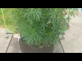 Eastside OG outdoor 2020 episode 2