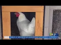 Bakersfield puts hen ordinances on hold over lawsuit issues temporary restraining order