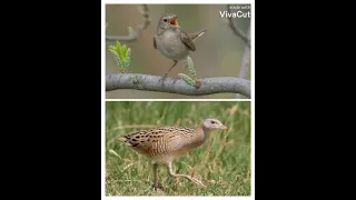 دمج اصوات مرعة الغيط و زرادي مجرب في هاذه الايام ممتاز جدا  للصيد ولا تنسو الاشتراك في القناة دندنها