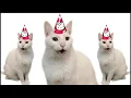 HAPPY BIRT AY FROM THE CATS